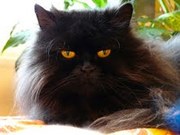 Роскошный перс классик для ответственных людей!