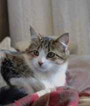 Кошечка Черри для домашнего уюта