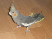 Кореллы и другие мелкие породы попугаев