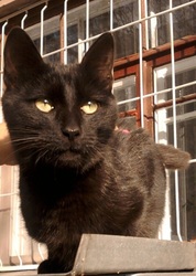 Пожалуйста возьмите кошечку,  буду очень Вам благодарна!