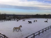 навоз конский