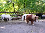 шетленские пони и спортивные лошади