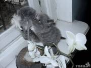 Шотландские котята-лучший подарок в год кота 2011.