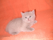 Продам британских кошечек в разведение.