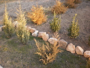 Mожевельник колонавидный , коника , самшыт.