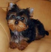 продам йорка (девочка), д.р. 1.11.11, родословная