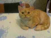 продается шотландский котенок