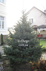 Ель.Голубая ель.Голубая ель Киев купить.Ели голубыe, голубая ель цена