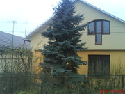 Продаетcя красивая голубая ель 7м