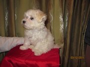 Продаю щенков Mальтезе