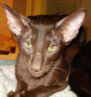 Шоколадный ориентальчик - Мачо