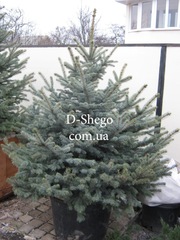 Голубая ель.Голубая ель Киев купить.Цена голубой ели в Киеве 