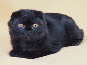 Шотландский вислоухий котенок черного окраса,  купить вислоухого