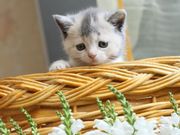 Биколор голубокремовые британские котята от интерчемпионов