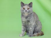 Королева - британский котенок голубой с кремовым