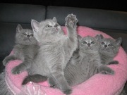 Продаются шикарные  шотландские страйтики  