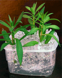 Аграрный гидрогель