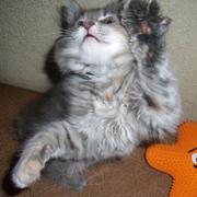 курильские бобтейлы лучший подарок