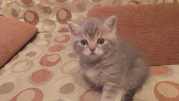 шотландские чистокровные  котята