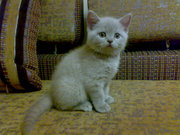 Шотландский котенок (скоттиш-страйт)