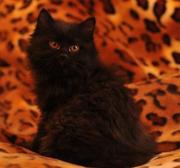 Продаетс котенок породы Курильский бобтейл