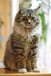 Ваш пушистый друг котик Мурчик