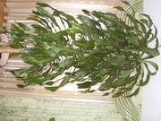Продам драцена душистая (Dracaena fragrans)