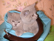 Внимание!Пушистые новогодние подарки!!!!!!!