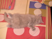 Продам британчиков красавчиков с родословной!!!!!!!