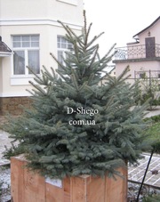 Голубая ель.Голубая ель Киев купить.,  цена голубой ели в киеве