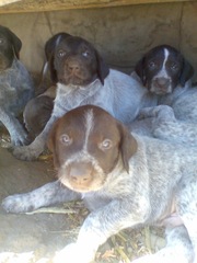 Продам щенков Дратхаара. (Киев, Чернигов)