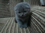 Такие шотландские котята только у нас