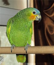 Амазон Венесуельский (Amazona amazonica) – полностью ручной птенец (в