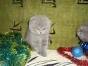 Бриты и шотландцы с плюшевым мехом доставка по Украине