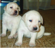 Щенки лабрадора, 1400 грн. 0683580488