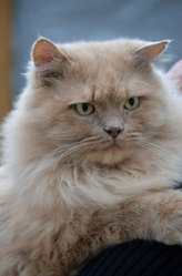 Отдам кота – мега огромный солнечный Макс ищет дом