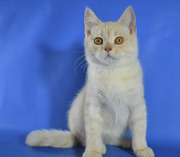 Шотландский котик редкого окраса
