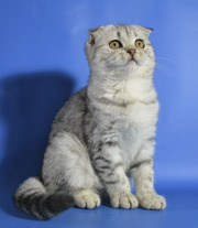 Вислоухая кошечка окраса снежный барс