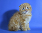 Открыт резерв на котят: помёт Р...