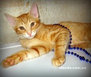 Для Вас рыжая девчонка – огненный вихрь