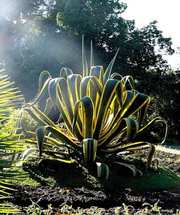 АГАВА АМЕРИКАНА