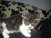 Шотландский котенок