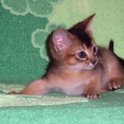 Абиссинские котята. Питомник Royal Joy