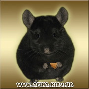 Продажа шиншилл. Питомник шиншилл Афина 