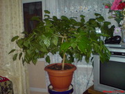 Домашнее растение Китайская Роза