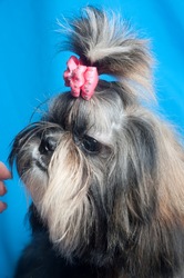 Яркая девочка ши-тцу