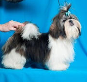 Продам перспективный мальчик щенок ши-тцу