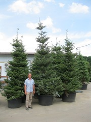 Пихта Киев купить. Пихта Киев продажа. Пихта корейская.