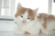 Рыже-белый пушистый пацаненок Мяч