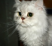 Приглашаем на вязку